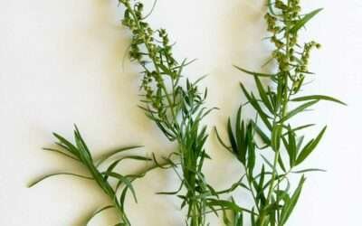 Tarragon Substitute – (fresh and dried)