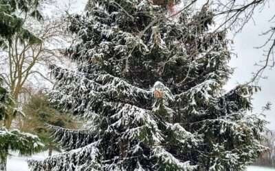 Merry Christmas 2023 – Barefeet in the Kitchen