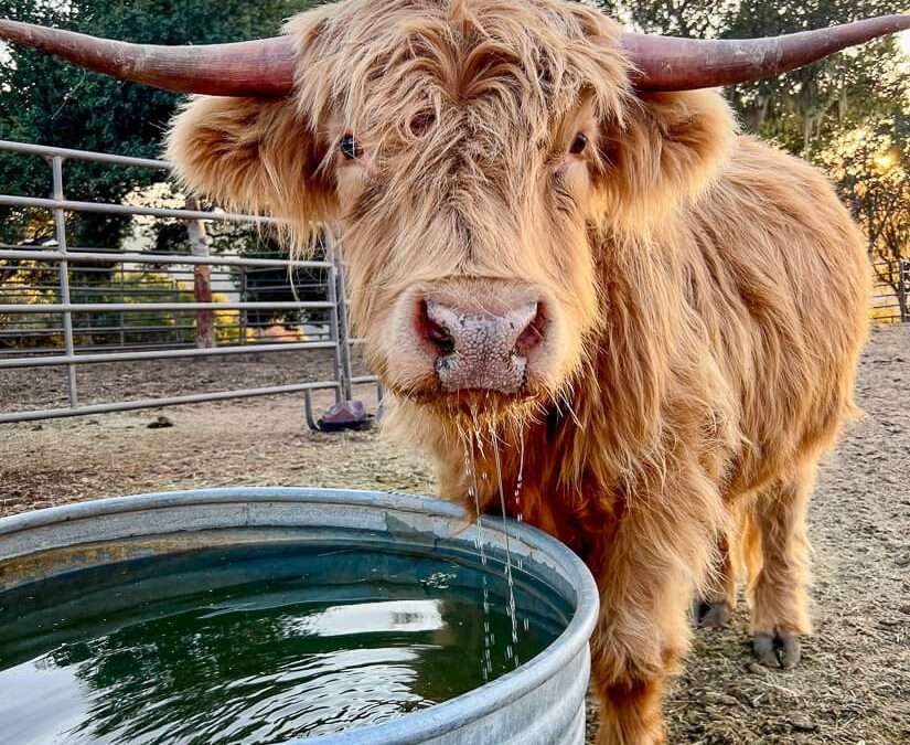 Scottish Highland Cows – Adorable Fluffy Long Haired Cow Facts!