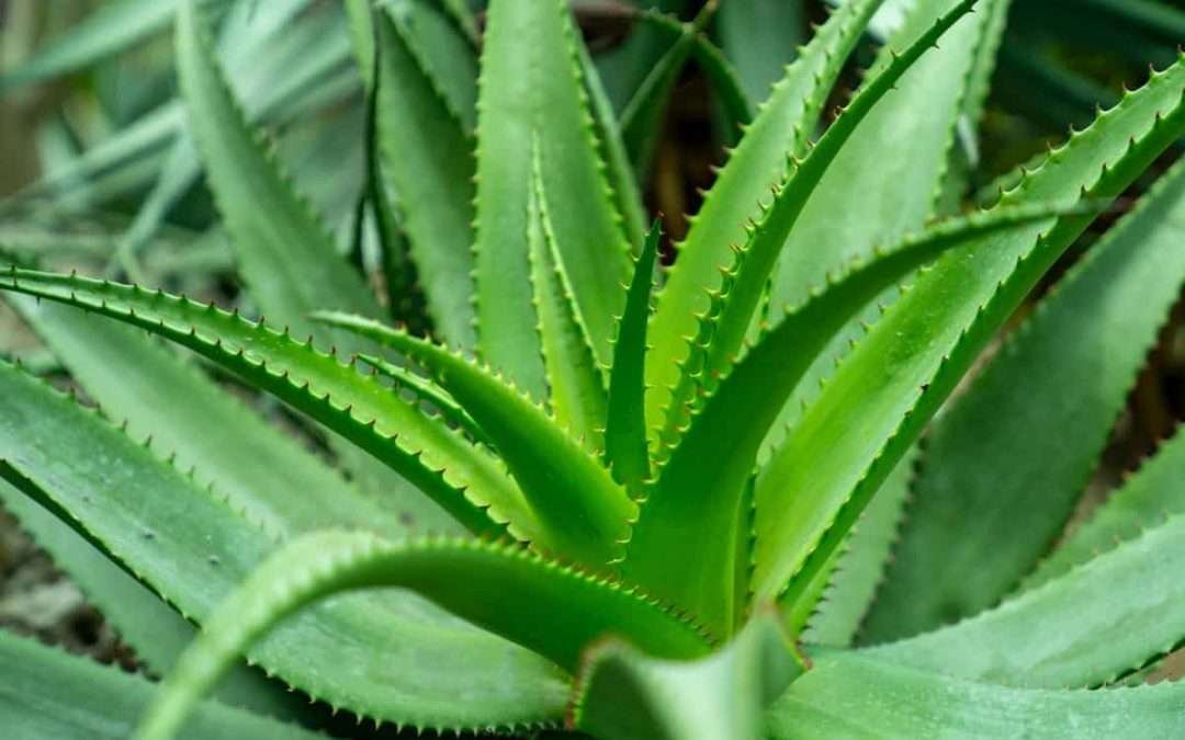 Pure Aloe Vera Benefits | Elana’s Pantry